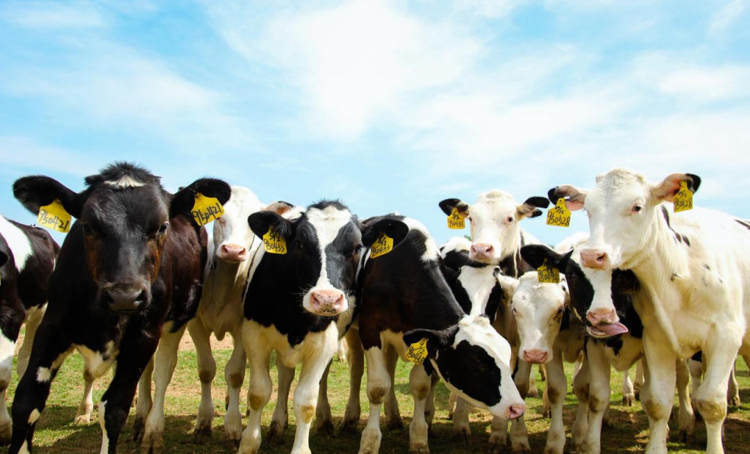 北京大學(xué)南南合作與發(fā)展學(xué)院教授、全球伙伴關(guān)系主任周詠梅一行蒞臨花花牛平輿瑞亞牧業(yè)參觀調(diào)研