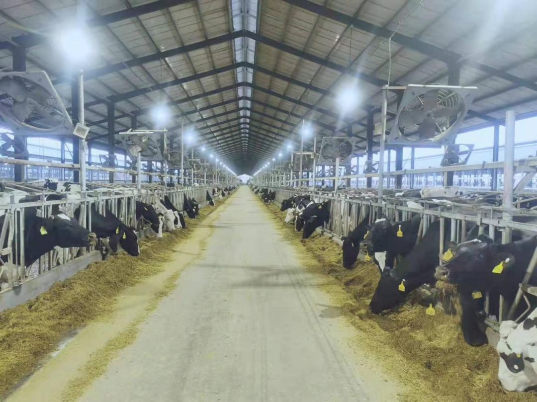 北京大學(xué)南南合作與發(fā)展學(xué)院教授、全球伙伴關(guān)系主任周詠梅一行蒞臨花花牛平輿瑞亞牧業(yè)參觀調(diào)研