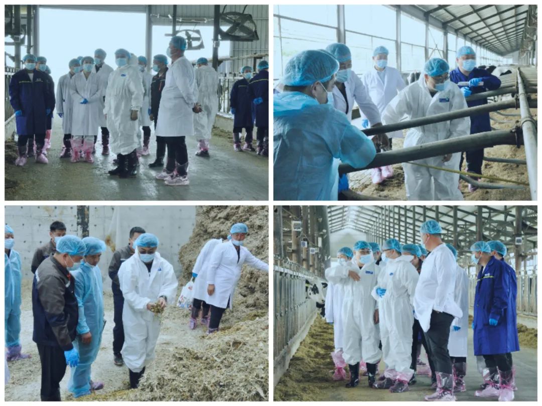 花花牛丨國家奶牛產(chǎn)業(yè)技術(shù)體系首席科學(xué)家、中國農(nóng)業(yè)大學(xué)教授李勝利一行蒞臨花花牛魯山瑞亞參觀調(diào)研