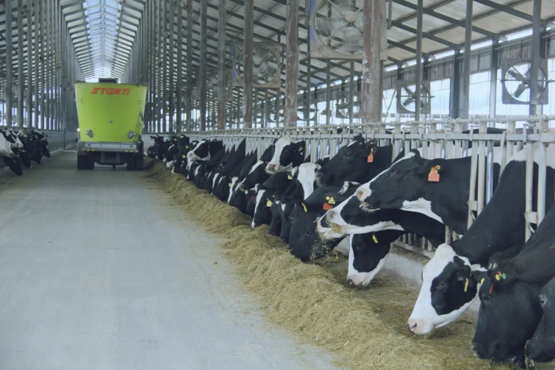 花花牛丨國家奶牛產(chǎn)業(yè)技術(shù)體系首席科學(xué)家、中國農(nóng)業(yè)大學(xué)教授李勝利一行蒞臨花花牛魯山瑞亞參觀調(diào)研