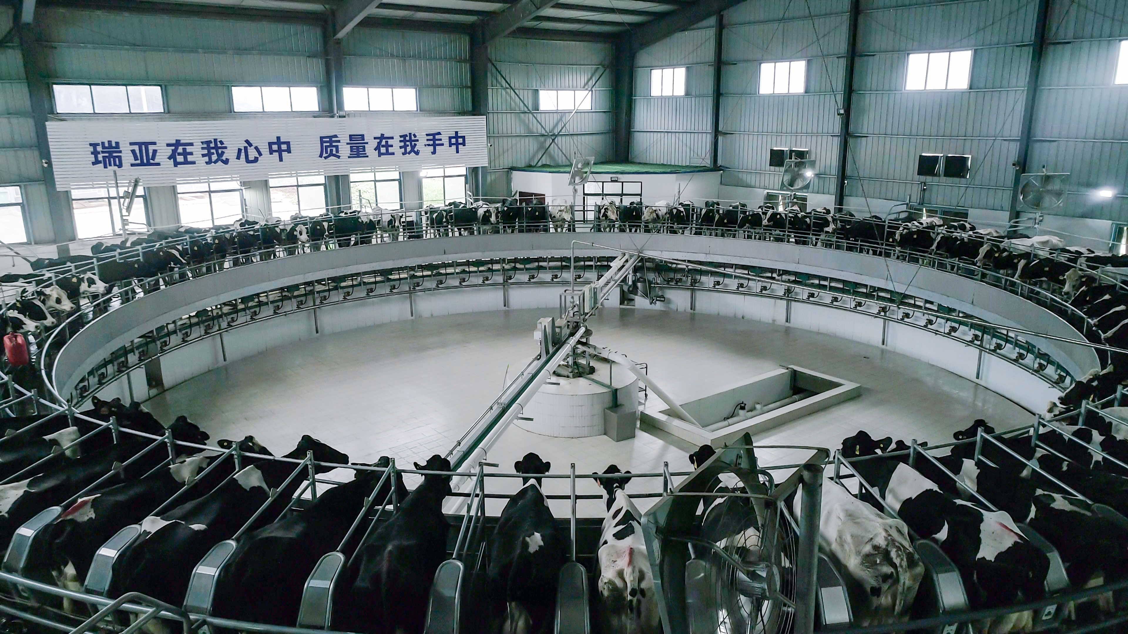 河南省人大常委會(huì)黨組書記、副主任孔昌生蒞臨花花牛魯山瑞亞牧場(chǎng)參觀調(diào)研