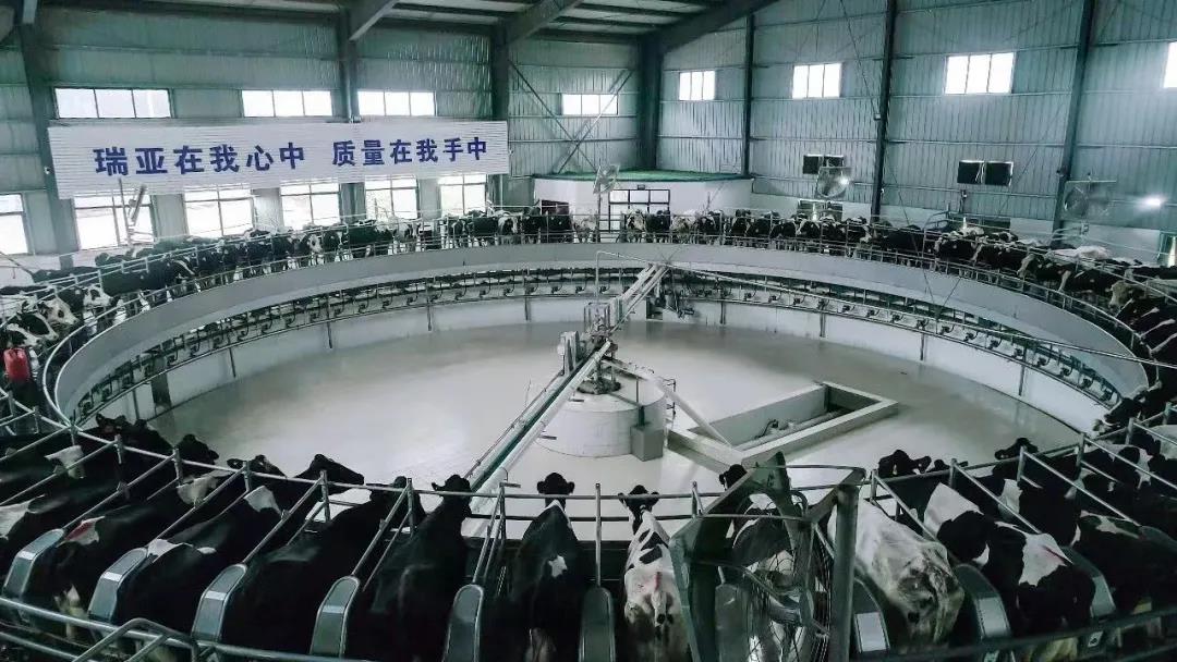 快訊 | 駐馬店市委副書(shū)記、市長(zhǎng)李躍勇一行蒞臨花花牛乳業(yè)集團(tuán)平輿瑞亞牧場(chǎng)調(diào)研