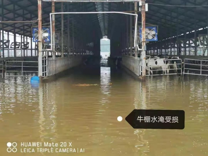 【乳報(bào)·聚焦】“豫”難而上的中原牛人“太中了”！