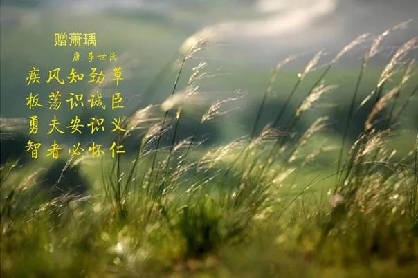 花花牛 | 疾風來臨，你是不是勁草？